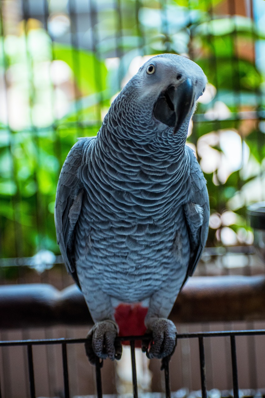 African Grey Kius