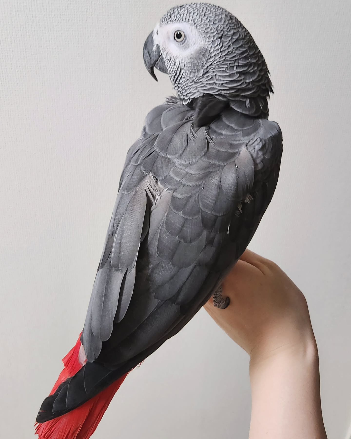 Kurly female  African Grey Parrot