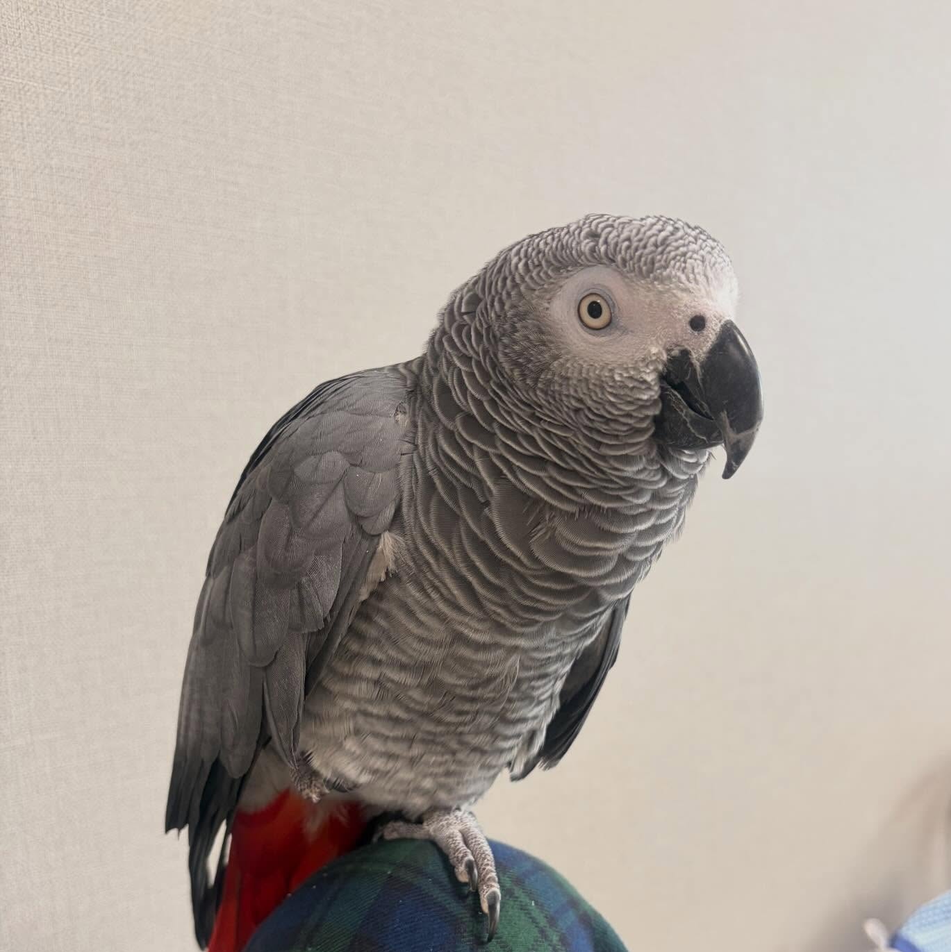 Bruno male  African Grey Parrot