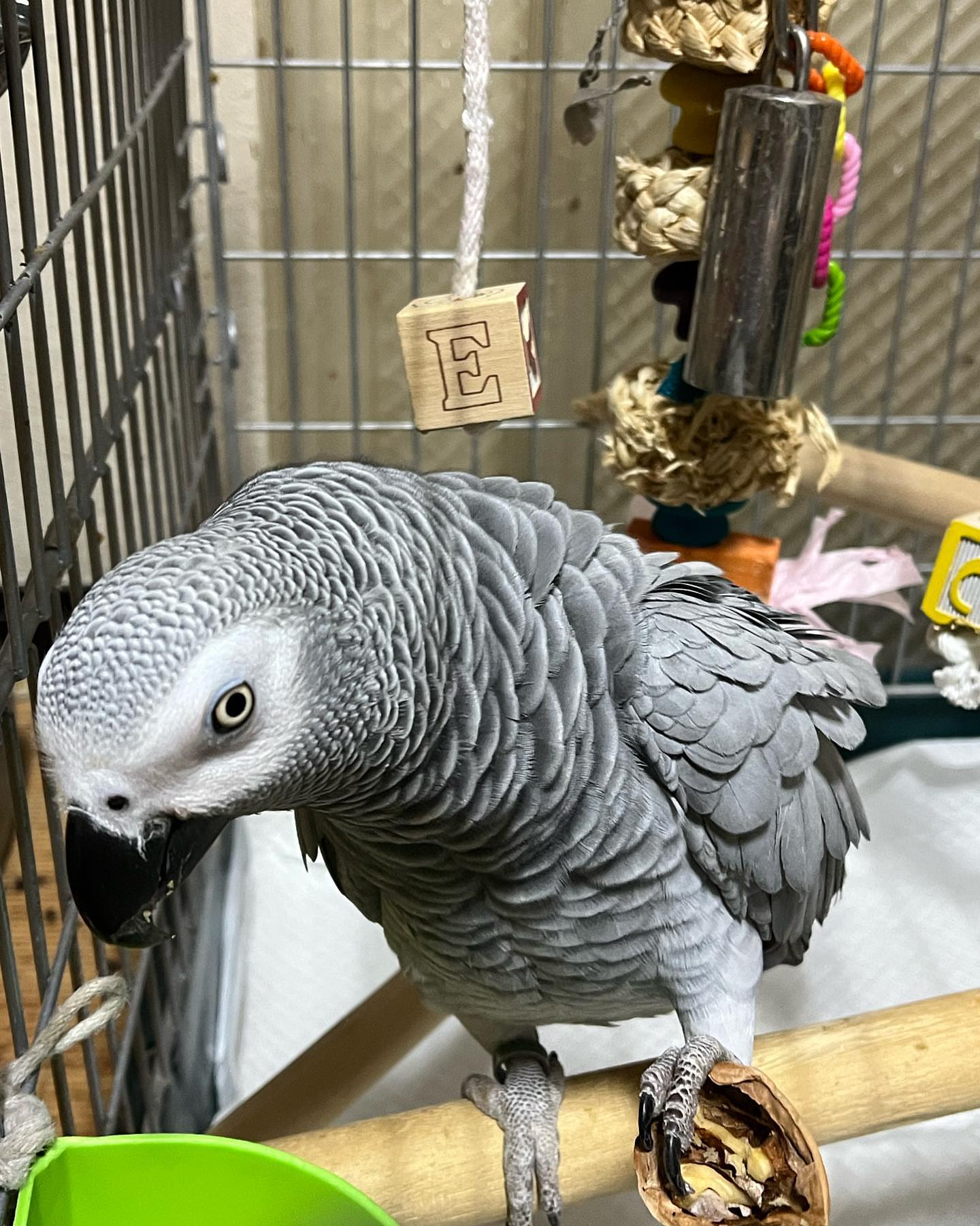 Ellie female  African Grey Parrot