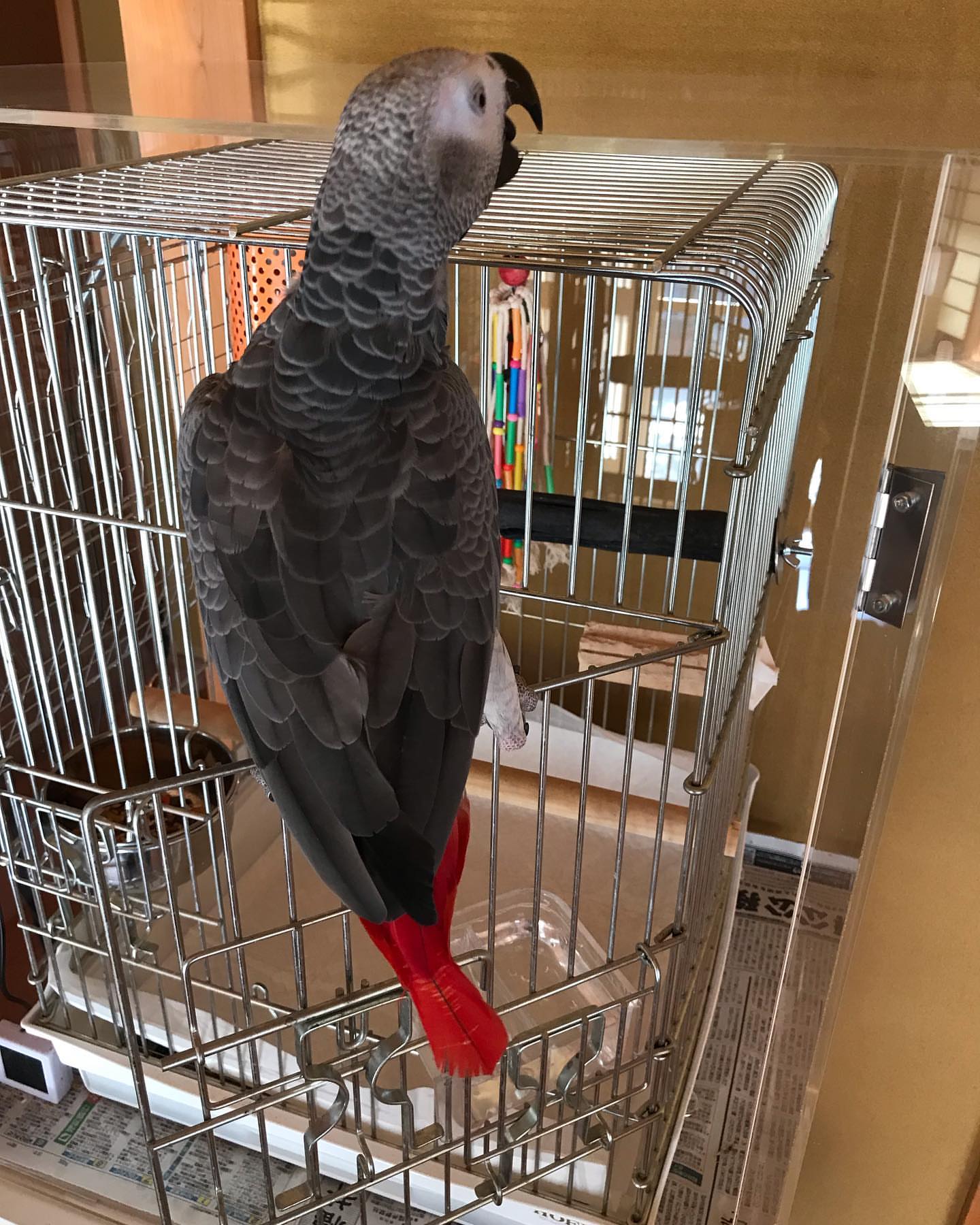 Fido male  African Grey Parrot