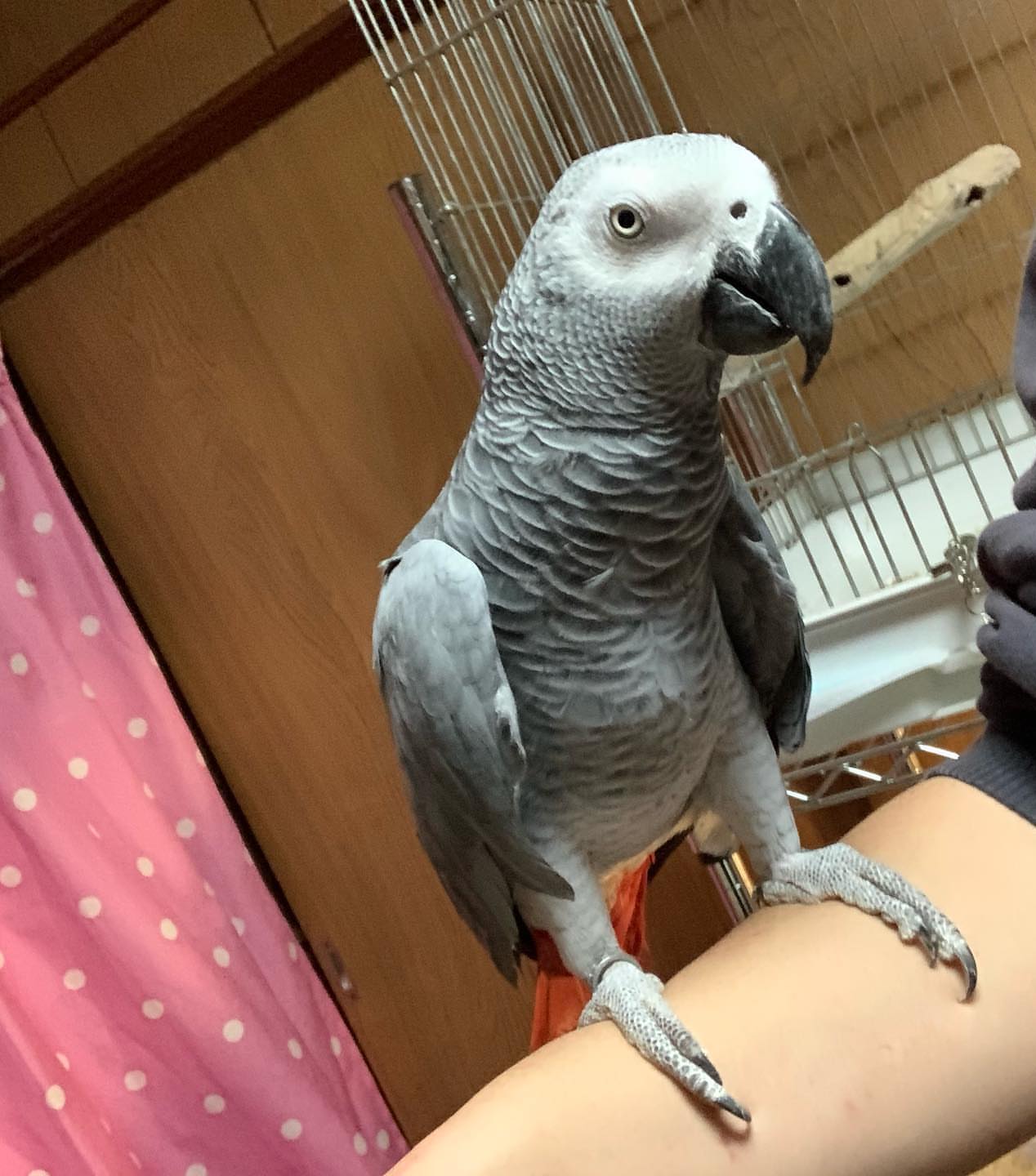 Cali female  African Grey Parrot