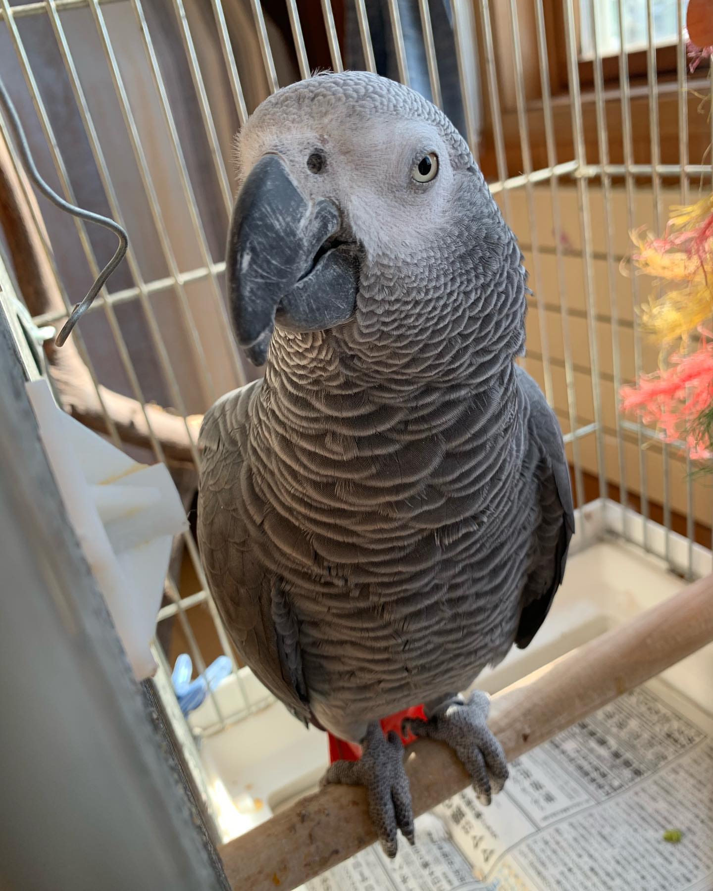 Niko male  African Grey Parrot