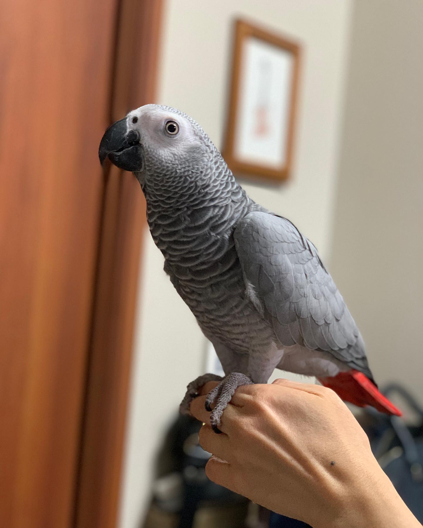 Lacey female  African Grey Parrot