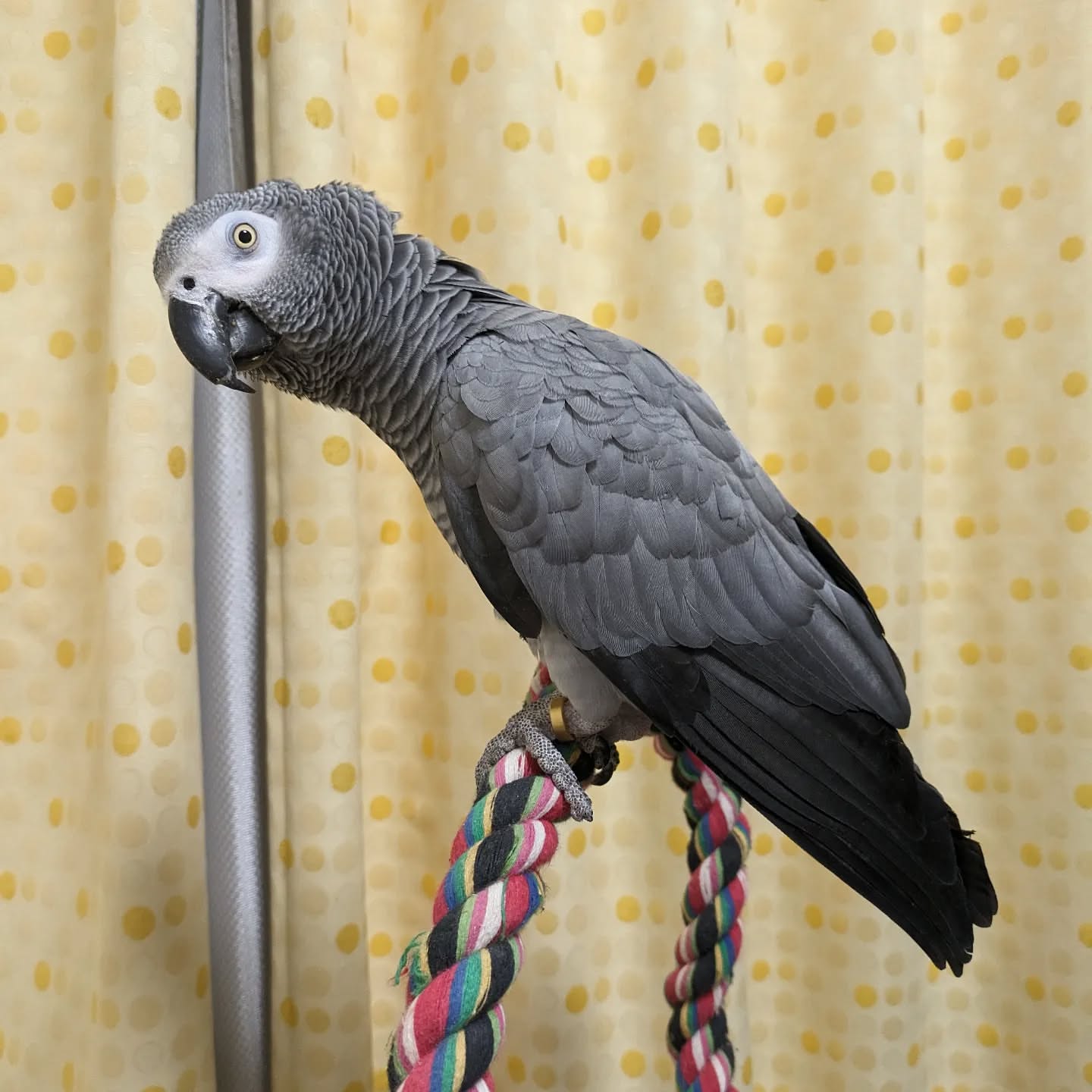 Chaz male  African Grey Parrot