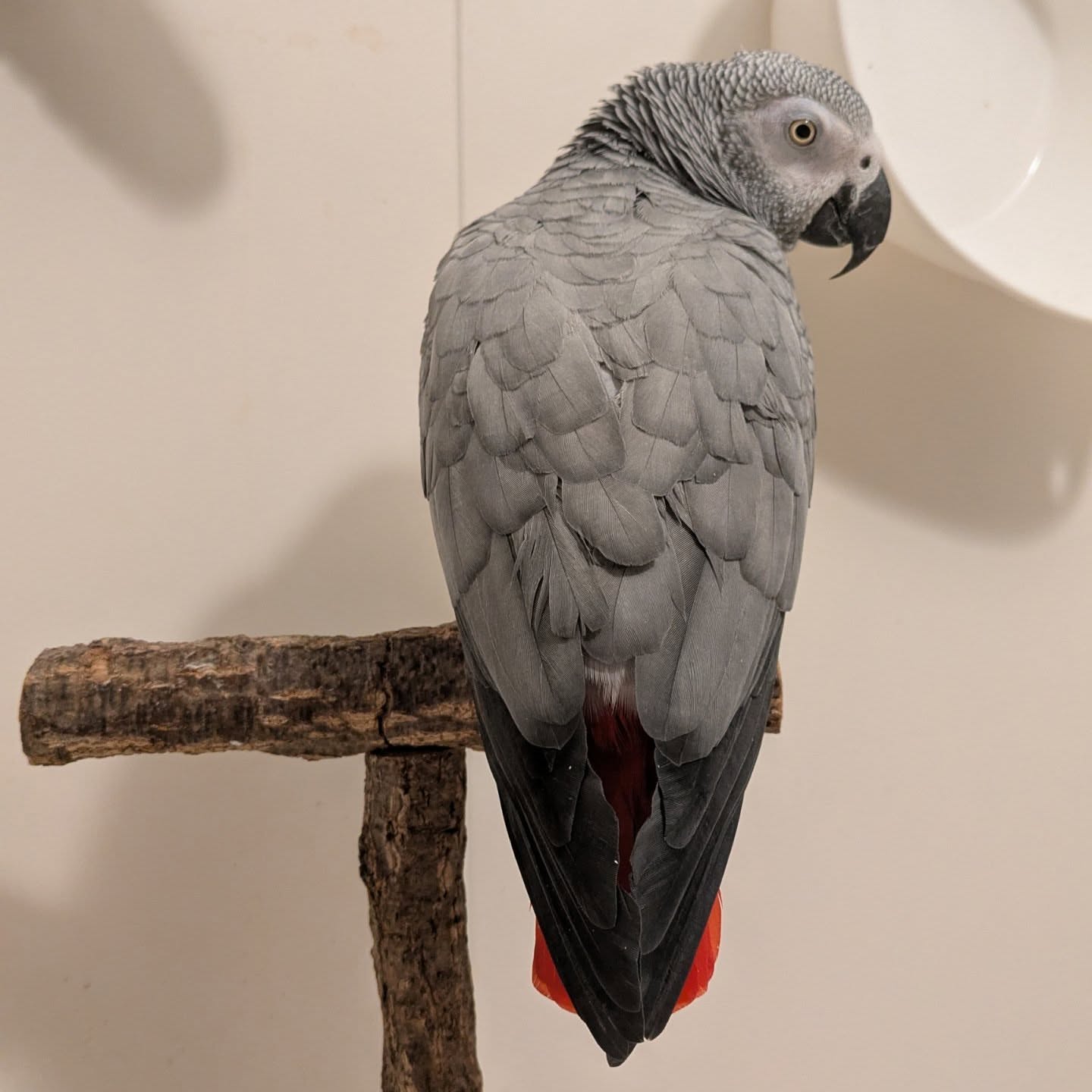 Coco female African Grey Parrot